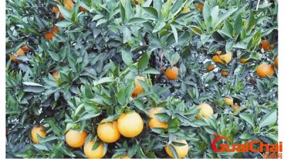 ​柑橘肥料配方大全 柑橘肥料需求时间表