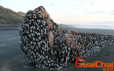 ​藤壶图片高清图片 海鲜藤壶图片