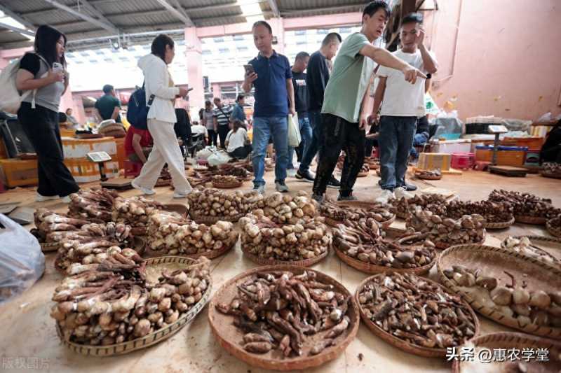 鸡枞菌(2023年鸡枞菌价格一斤多少钱?)