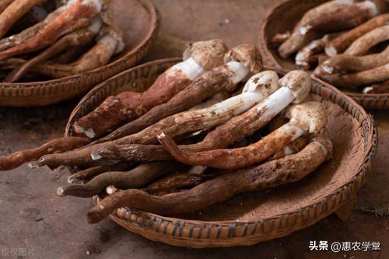 鸡枞菌(2023年鸡枞菌价格一斤多少钱?)
