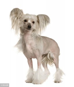 ​犬中杀马特——中国冠毛犬