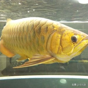 ​龙鱼基础知识篇·二(过背金龙)