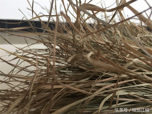 东北三宝,人身貂皮乌拉草,你见过乌拉草吗?