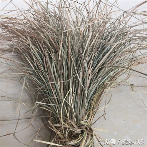 东北三宝,人身貂皮乌拉草,你见过乌拉草吗?