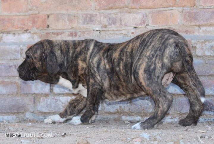 南美最烈犬——巴西非勒完胜杜高不在话下
