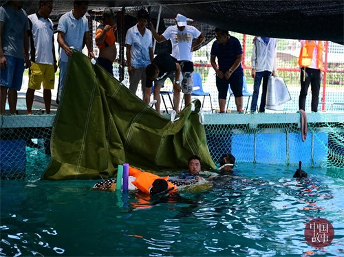 三亚领航鲸死亡 志愿者曾24小时水下看护