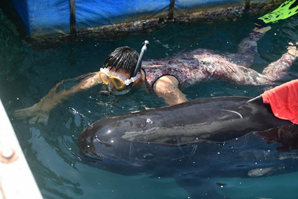 三亚领航鲸死亡 志愿者曾24小时水下看护