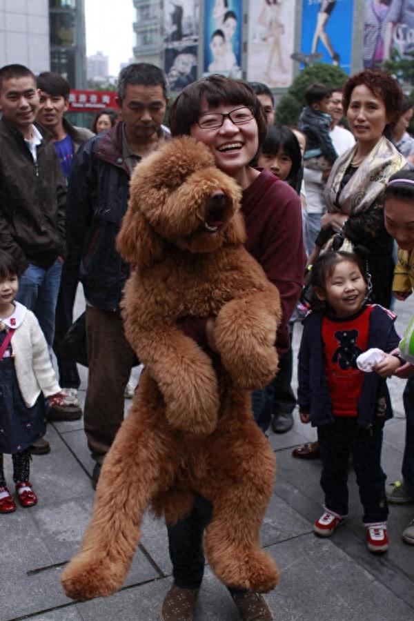 泰迪不过瘾?美女们这次遇到了巨型泰迪,画面感十足
