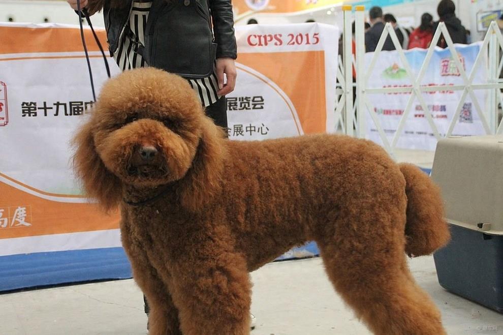 泰迪不过瘾?美女们这次遇到了巨型泰迪,画面感十足