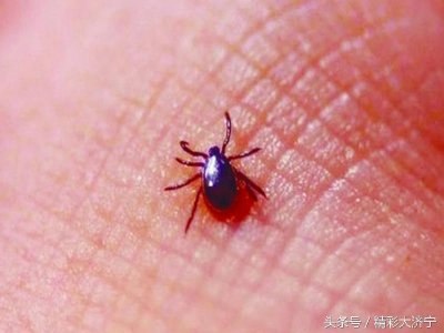 ​郊外常见的小虫，俗称“草爬子”，遇见一定要远离它