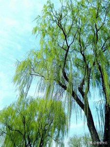 ​杜牧三首写柳的七律佳作，含蓄忧伤，借柳伤别，感人肺腑