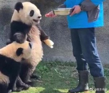 ​国宝熊猫再现表情包，“叉腰”火了，网友：这是要“成精”？
