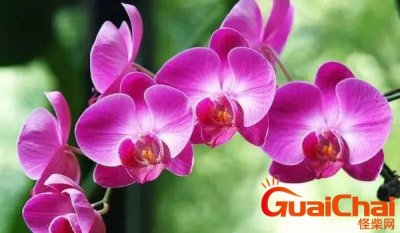 ​蝴蝶兰象征花语  蝴蝶兰代表的含义是什么