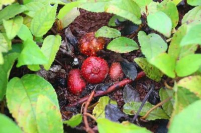 ​植物世界丨40种农村野果子，有的美味、有的剧毒、有的漂亮做盆栽