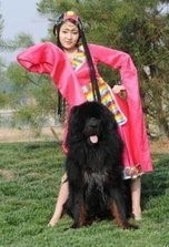 青藏高原又一种神犬,但是身价却很低的藏狮超萌