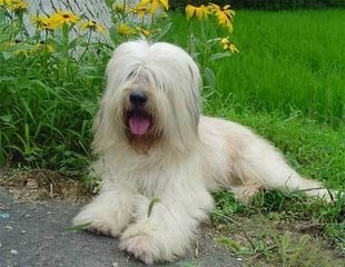青藏高原又一种神犬,但是身价却很低的藏狮超萌