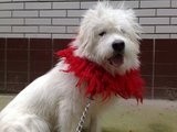 青藏高原又一种神犬,但是身价却很低的藏狮超萌