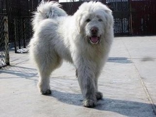 青藏高原又一种神犬,但是身价却很低的藏狮超萌