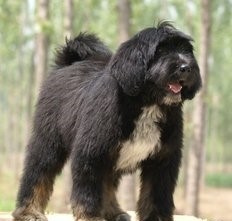 青藏高原又一种神犬,但是身价却很低的藏狮超萌