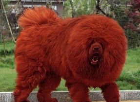 青藏高原又一种神犬,但是身价却很低的藏狮超萌