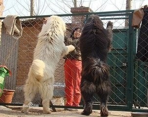 青藏高原又一种神犬,但是身价却很低的藏狮超萌