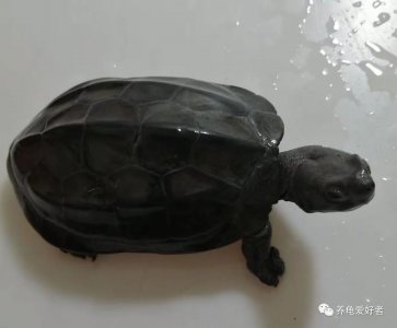 ​平凡的中华草龟，还可以玩出这么多花样