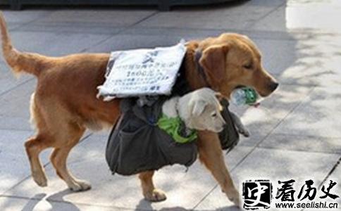 名为黄耳的信使