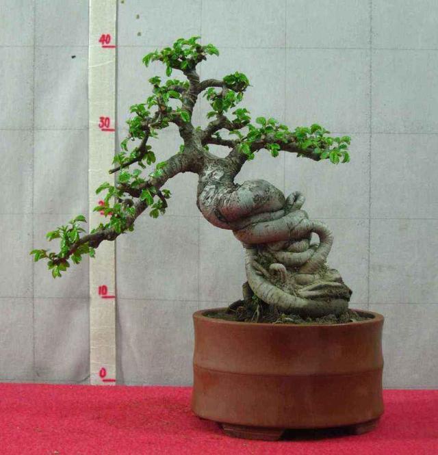 养了榆树盆景,却没造型长势差,哪里出了问题,该怎么恢复价值?