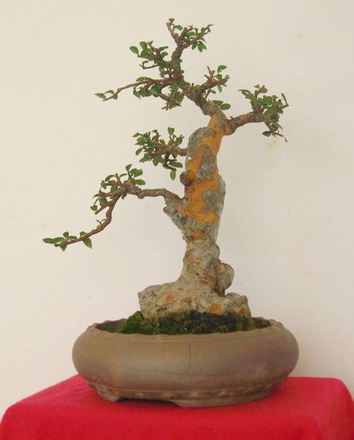 养了榆树盆景,却没造型长势差,哪里出了问题,该怎么恢复价值?