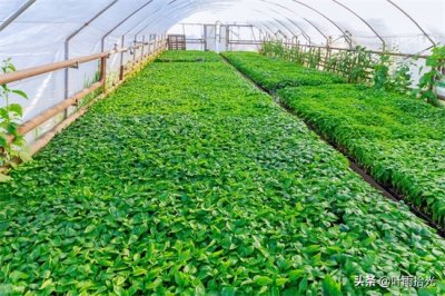 ​杀虫脒 杀虫谱广、用量少，使用时需注意这3点