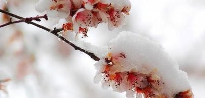 ​李白写雪的词清平乐