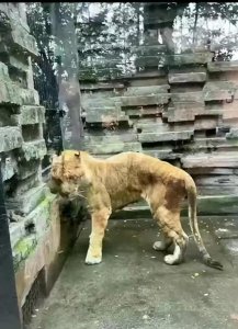 ​宁波动物园惊现“皮包骨”老虎 网友质疑饲养是否到位