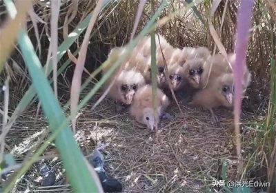 ​云南发现“猴面鹰”，脸蛋神似猴面，眼睛如黑洞，遇到老鹰敢单挑