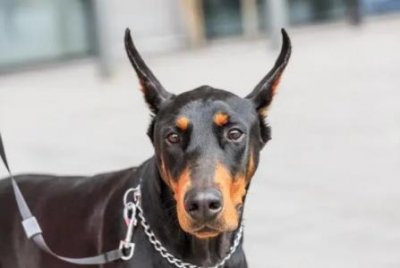 ​小狗可以喝南瓜粥么小狗可以喝南瓜粥