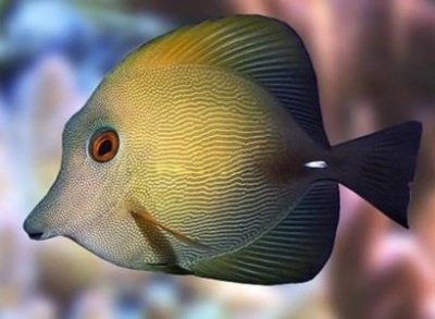 鲫鱼的功效与作用 吃法鲫鱼的功效与作用