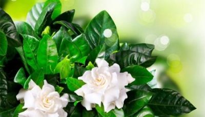 ​花生上的泥怎么清洗带泥清洗花生小贴士