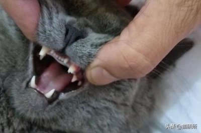 ​狗狗可以喝人喝的纯牛奶吗？狗狗能喝人喝的纯牛奶吗？