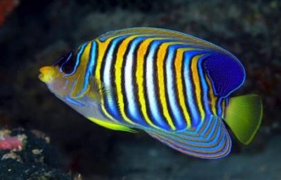 凶残鲶鱼生吞大鲫鱼腹部鼓胀如河豚