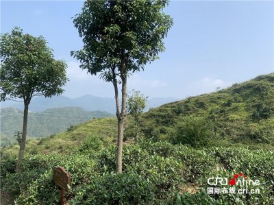 ​魏月德和他“会说话”的铁观音