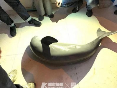​浙江一男子菜场花千元买下一条“会笑的鱼”，一查竟然是“水中大熊猫”