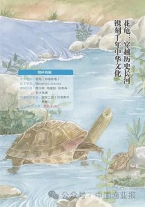 ​长江里的“水精灵”•5 | 花龟：穿越历史长河 镌刻千年中华文化
