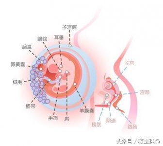 ​怀孕三个月胎儿图 怀孕三个月注意事项
