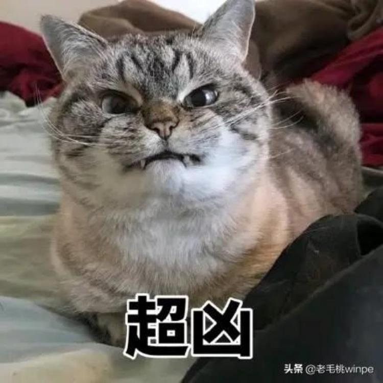光猫自带wifi速度慢怎么解决「WiFi网速慢没想到是光猫限速了教你这样解除」
