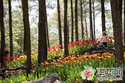 花谷景区旅游攻略（涪陵大木花谷景区演绎）(1)