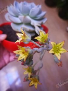 我家蓝石莲开花了!