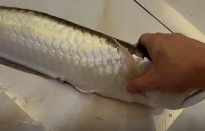 河南一男子养3年龙鱼意外死亡,含泪清蒸后亲自品尝:曾卖到30万