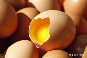 鸡吃自己下的蛋是怎么办(鸡吃自己下的蛋是怎么回事)