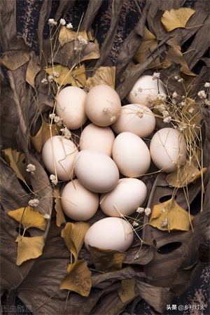 鸡吃自己下的蛋是怎么办(鸡吃自己下的蛋是怎么回事)