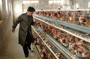 鸡吃自己下的蛋是怎么办(鸡吃自己下的蛋是怎么回事)