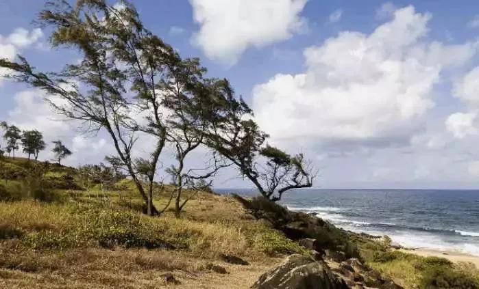 信风是什么意思(信风为啥叫信风)